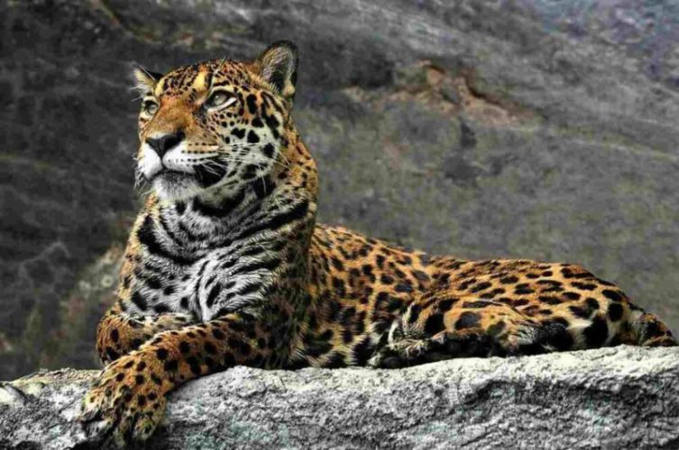 Leopardo Amur una delle specie quasi scomparse