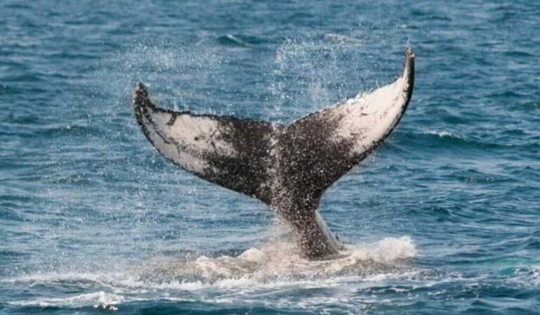 Esperada llegada ballena franca austral