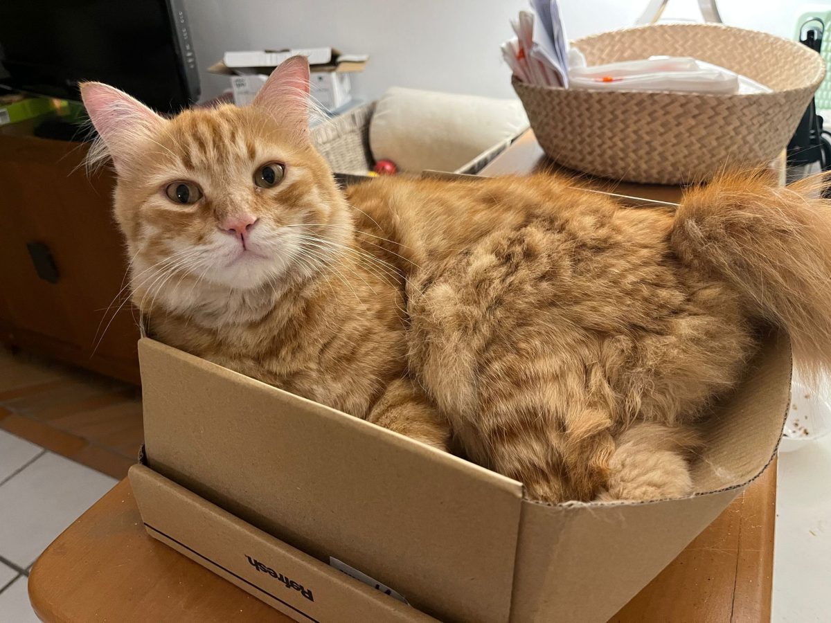 "I gatti conquisteranno il mondo", perché gli amati felini ci piacciono tanto?