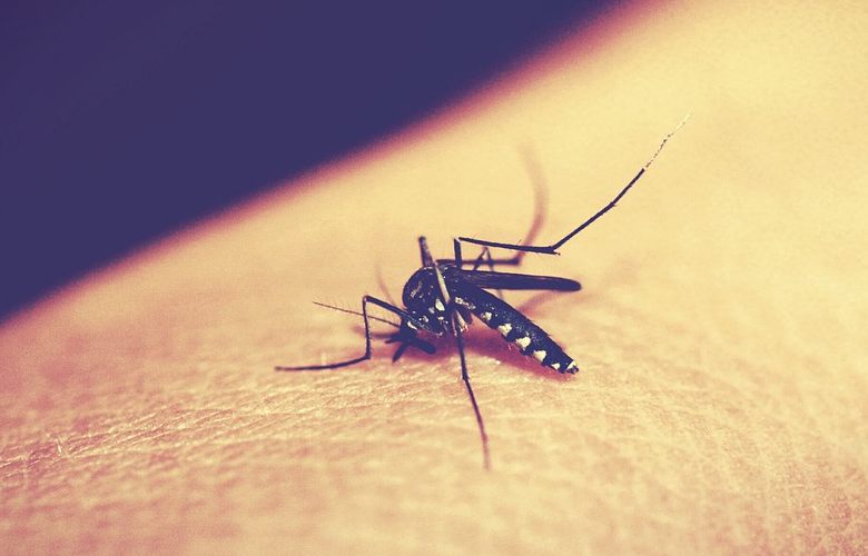 Le zanzare, nemiche per la pelle: come scelgono le loro vittime e perché