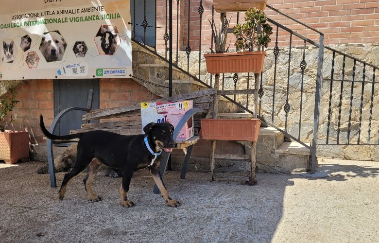 Futuranews - Oasi LIV Sicilia, il grande lavoro (e sogno) di Alessio ed Eleonora tra animali e attività sociali