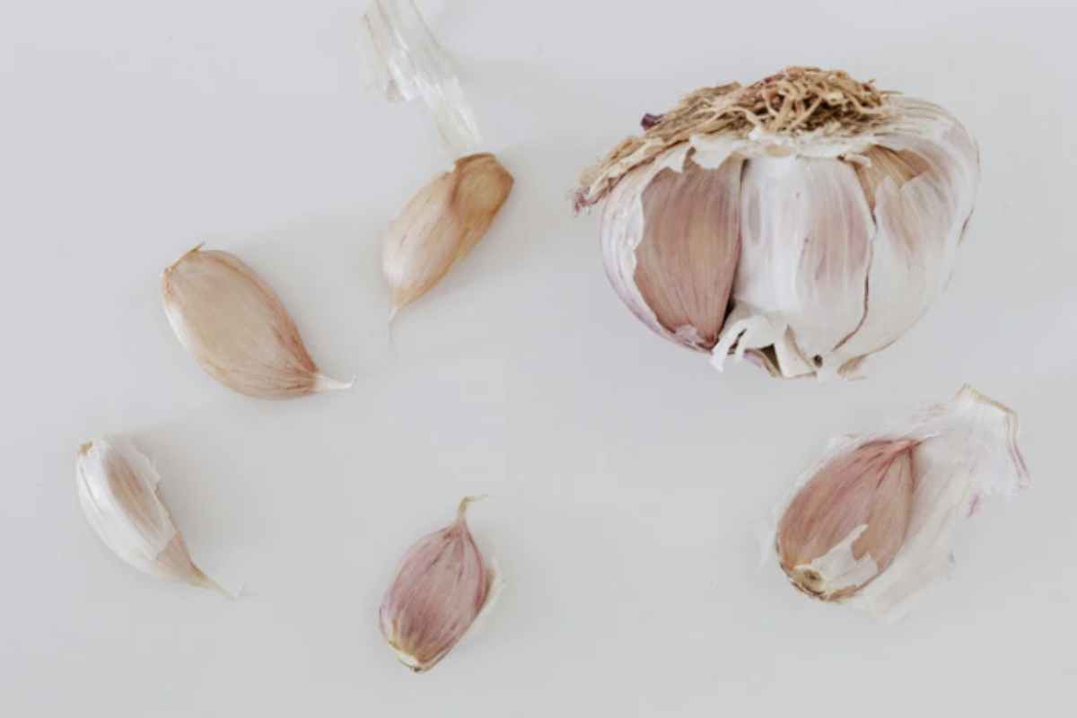L’aglio (Allium sativum), originario dell’Asia ma coltivato ormai in tutto il mondo, è noto non solo per il suo ruolo in cucina ma anche p